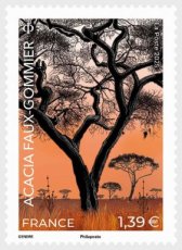 Acacia Faux-Gommier 2025