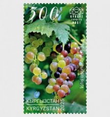 Complete set Uzun-Akhmat Druiven 2026