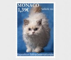 Internationale Kattenshow 2025